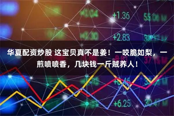 华夏配资炒股 这宝贝真不是姜！一咬脆如梨，一煎喷喷香，几块钱一斤贼养人！